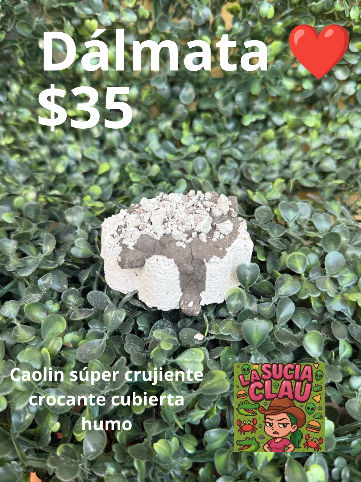 Dálmata 🐼